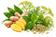 Fresh Botanicals