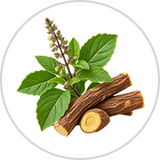 Tulsi,Mulethi
