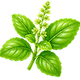 Fresh Tulsi